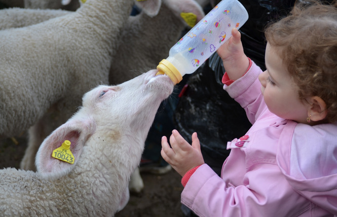 FERME PÉDAGOGIQUE DE WOIMBEY 4 - Woimbey