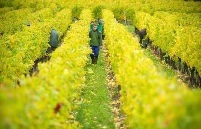 DOMAINE DE LA GOULOTTE 3 - Saint-Maurice-sous-les-Côtes